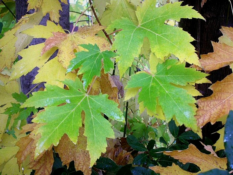 I colori dell''autunno...